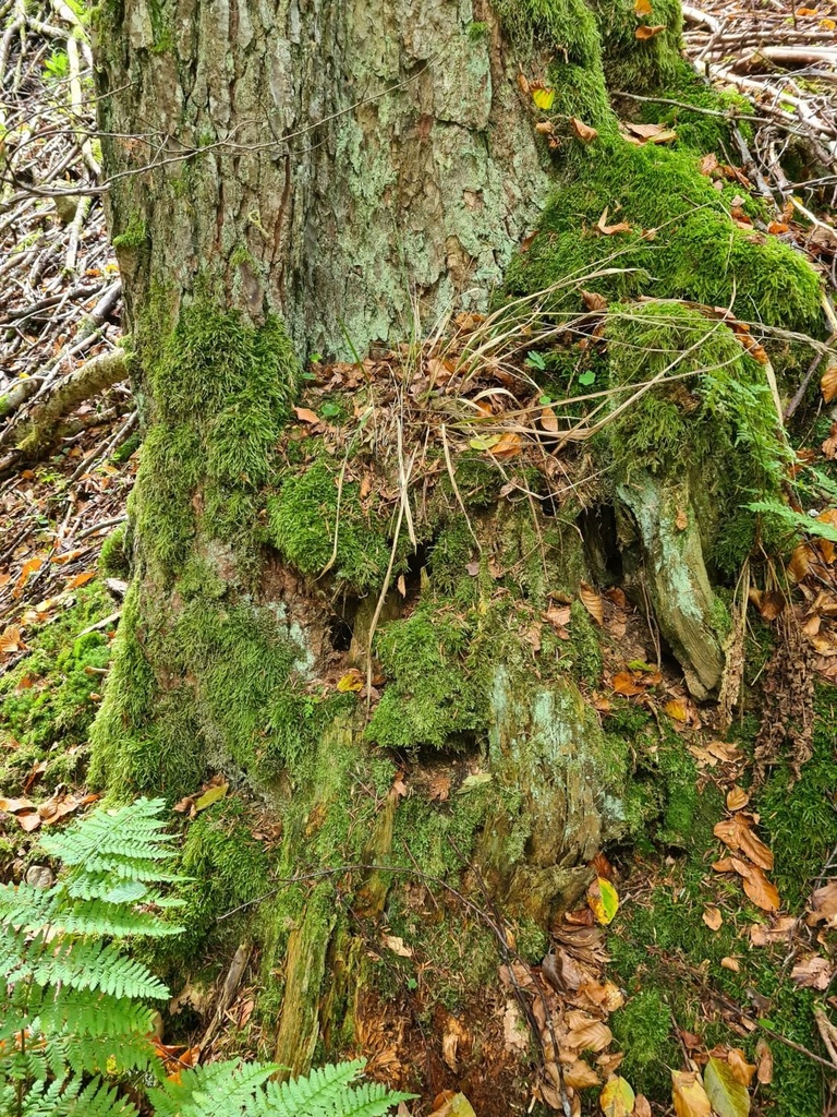 Kaktus_5_1500px.jpg