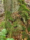 Kaktus_5_1500px.jpg