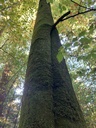 Pinocchio-Buche-4_Easy-Resize.com_.jpg