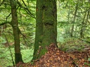 Zweistaemmer_5_1500px.jpg