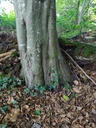 runzelstilzchen_Easy-Resize.com_.jpg