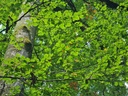 Zweistaemmer_6_1500px.jpg