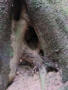 Gammarus-Buche-3_Easy-Resize.com_.jpg