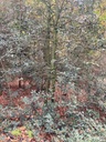 Stechpalmenduo-5web-2-scaled.jpg