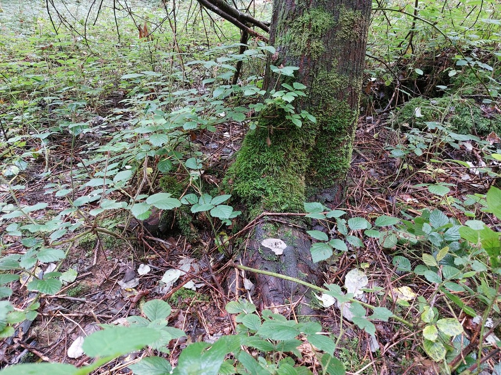Solitaer-Weide-2_Easy-Resize.com_.jpg