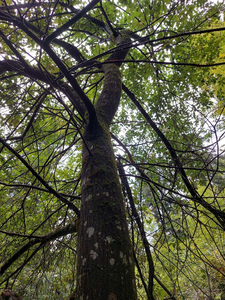 Solitaer-Weide-3_Easy-Resize.com_.jpg
