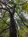 Solitaer-Weide-3_Easy-Resize.com_.jpg