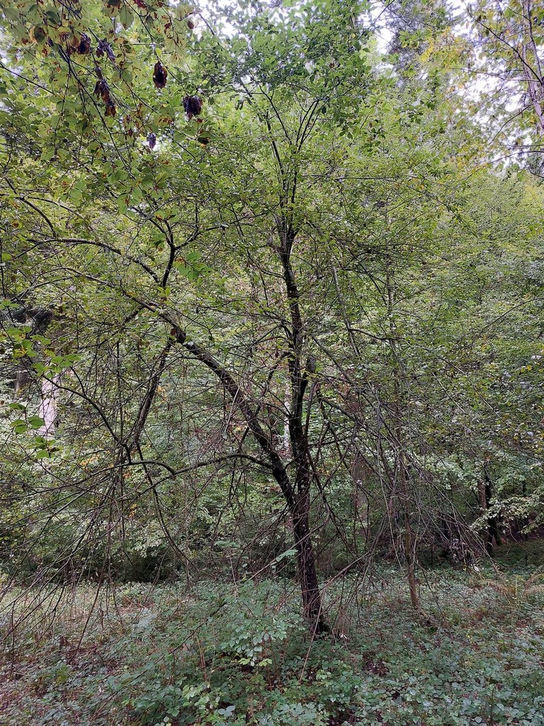 Solitaer-Weide-4_Easy-Resize.com_.jpg