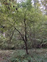 Solitaer-Weide-4_Easy-Resize.com_.jpg