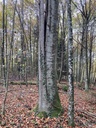 Samurai-Buche-6web-3_Easy-Resize.com_.jpg