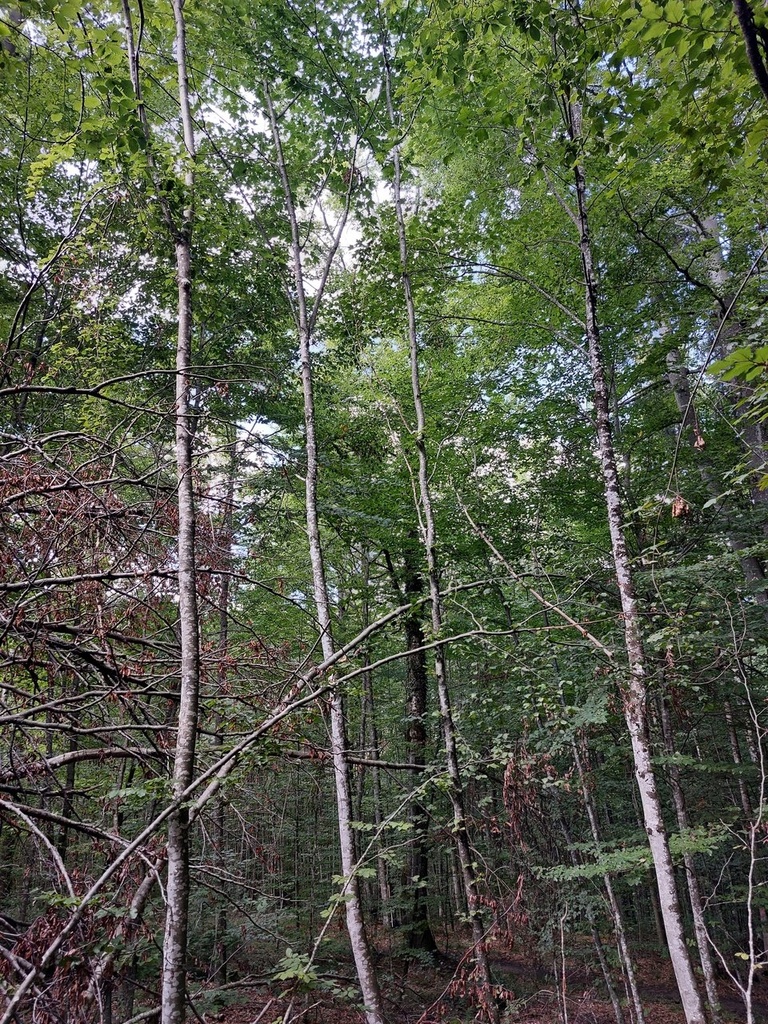 Trailbuche-3_Easy-Resize.com_.jpg