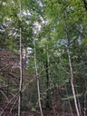 Trailbuche-3_Easy-Resize.com_.jpg