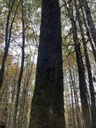 Totembuche-6web-3_Easy-Resize.com_.jpg