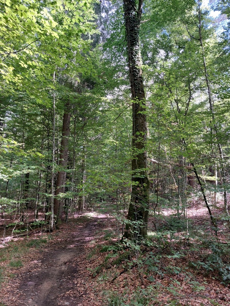 Trailbuche-5_Easy-Resize.com_.jpg