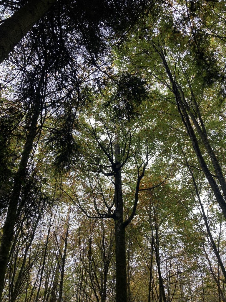 Totembuche-6web-4_Easy-Resize.com_.jpg