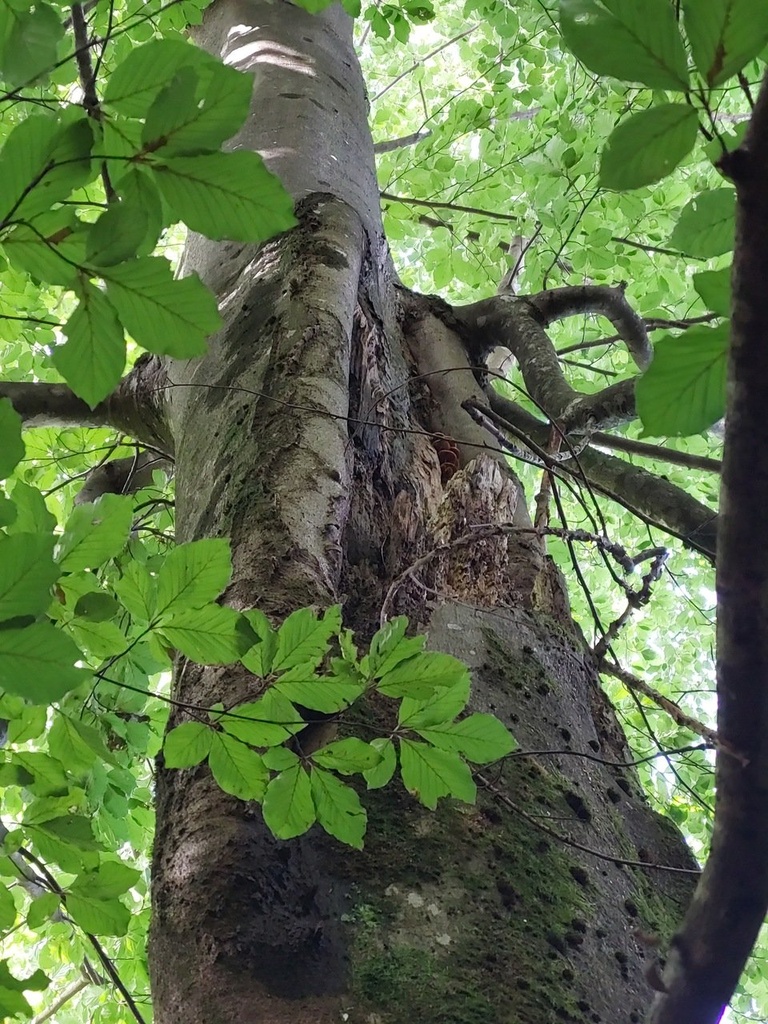 40-Raeuber-Buche-7_Easy-Resize.com_.jpg