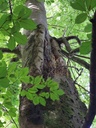 40-Raeuber-Buche-7_Easy-Resize.com_.jpg