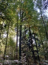 Baechli-Bueche-2_Easy-Resize.com_.jpg