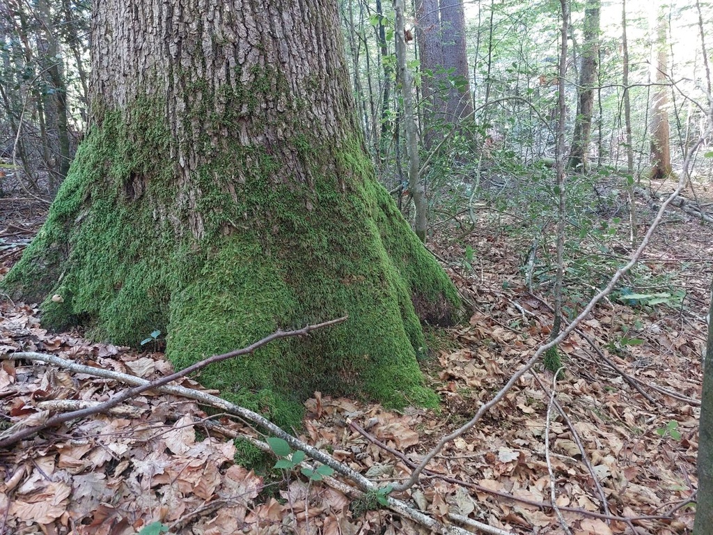Bigfoot-Eiche-2_Easy-Resize.com_.jpg