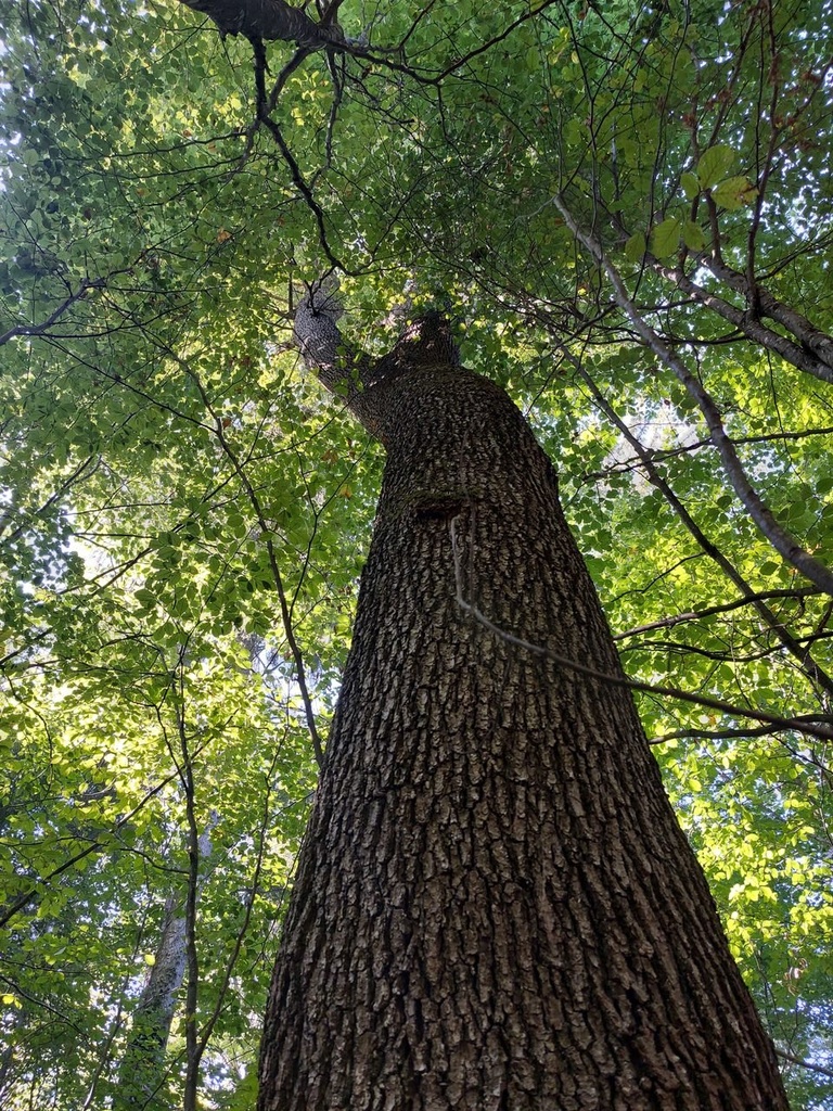 Bigfoot-Eiche-3_Easy-Resize.com_.jpg