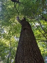 Bigfoot-Eiche-3_Easy-Resize.com_.jpg
