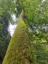 Gruenpelz_3_1500px.jpg