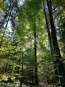Rentier-Buche-4_Easy-Resize.com_.jpg