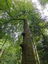 Moos-Zitze_2_1500px.jpg