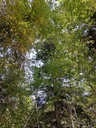 Loess-Tanne-6_Easy-Resize.com_.jpg