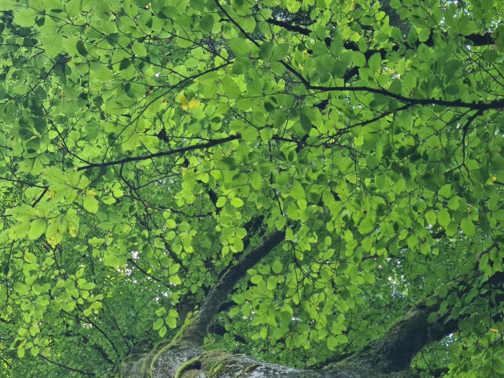 Gruenpelz_4_1500px.jpg