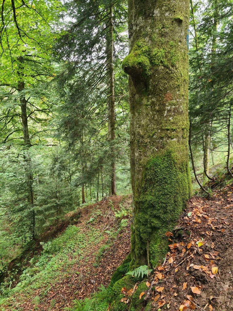 Moos-Zitze_3_1500px.jpg