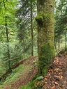 Moos-Zitze_3_1500px.jpg