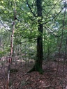 Chlauebueche-3_Easy-Resize.com_.jpg
