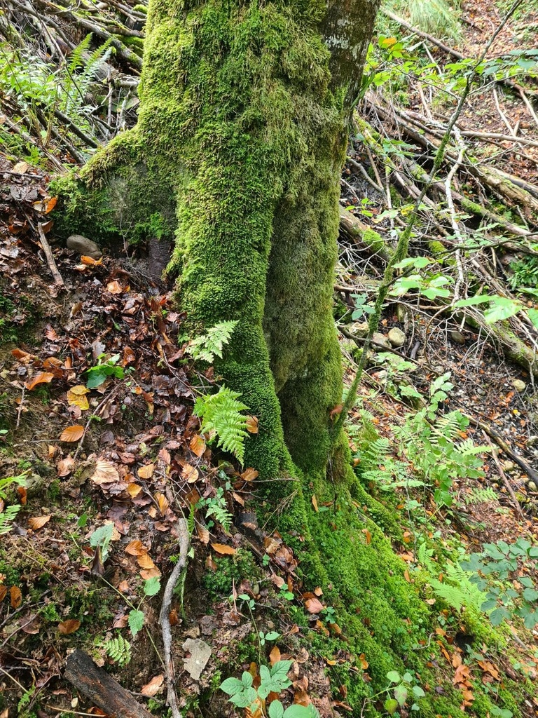 Gruenpelz_5_1500px.jpg