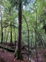 Grueenizeche-Tanne-2_Easy-Resize.com_.jpg