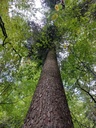 Grueenizeche-Tanne-4_Easy-Resize.com_.jpg