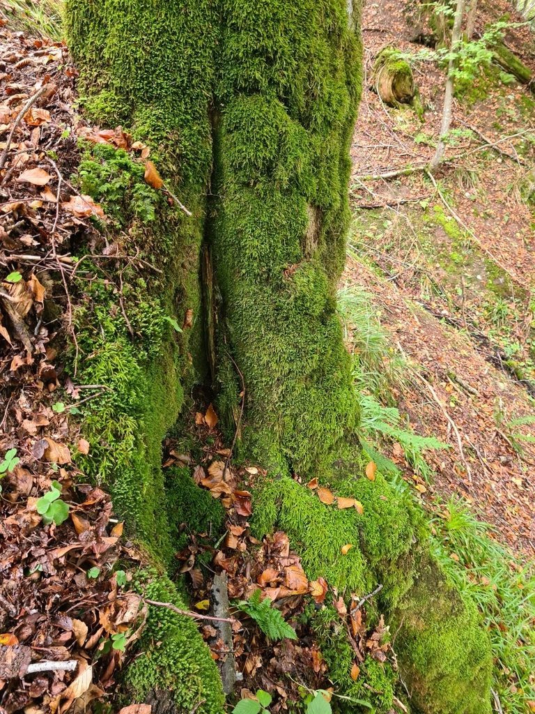 Moos-Zitze_5_1500px.jpg