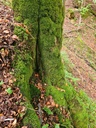 Moos-Zitze_5_1500px.jpg
