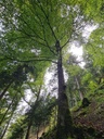Moos-Zitze_6_1500px.jpg