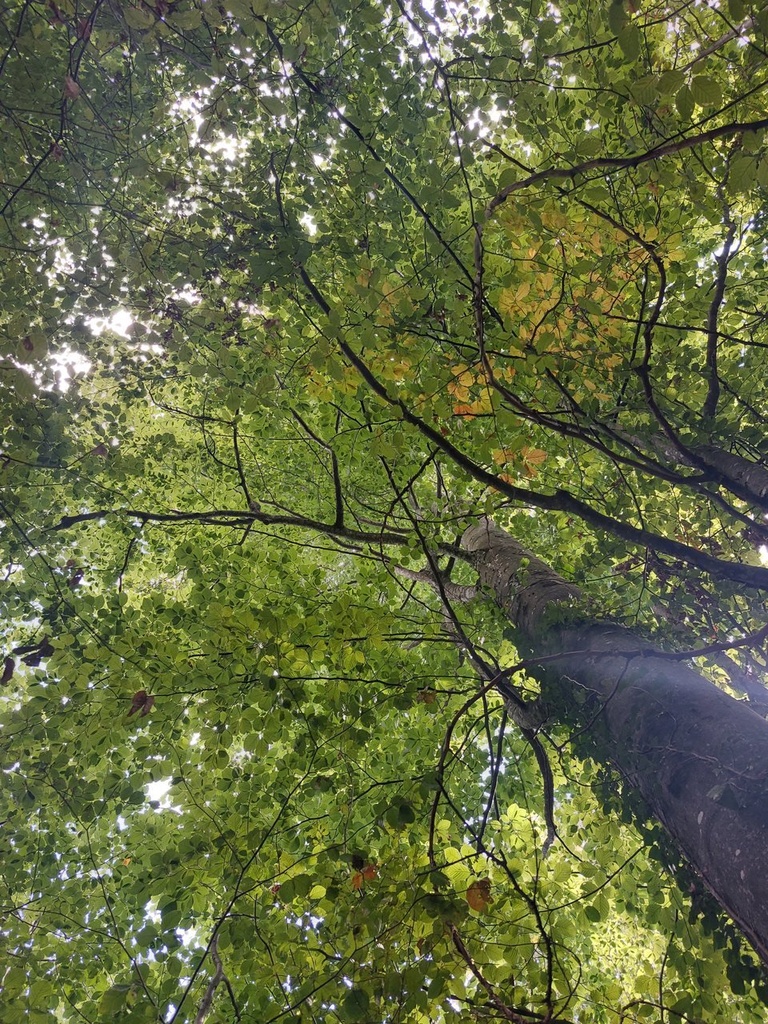 Yuribaum-2_Easy-Resize.com_.jpg