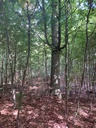 Yuribaum-4_Easy-Resize.com_.jpg