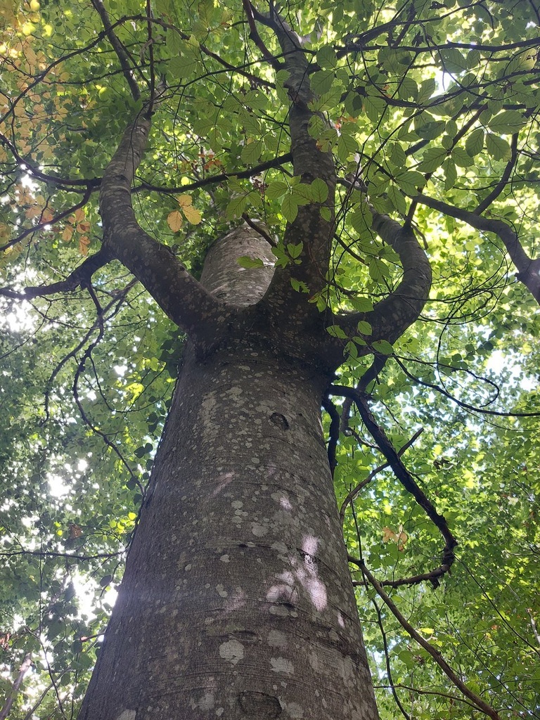 Yuribaum-6_Easy-Resize.com_.jpg