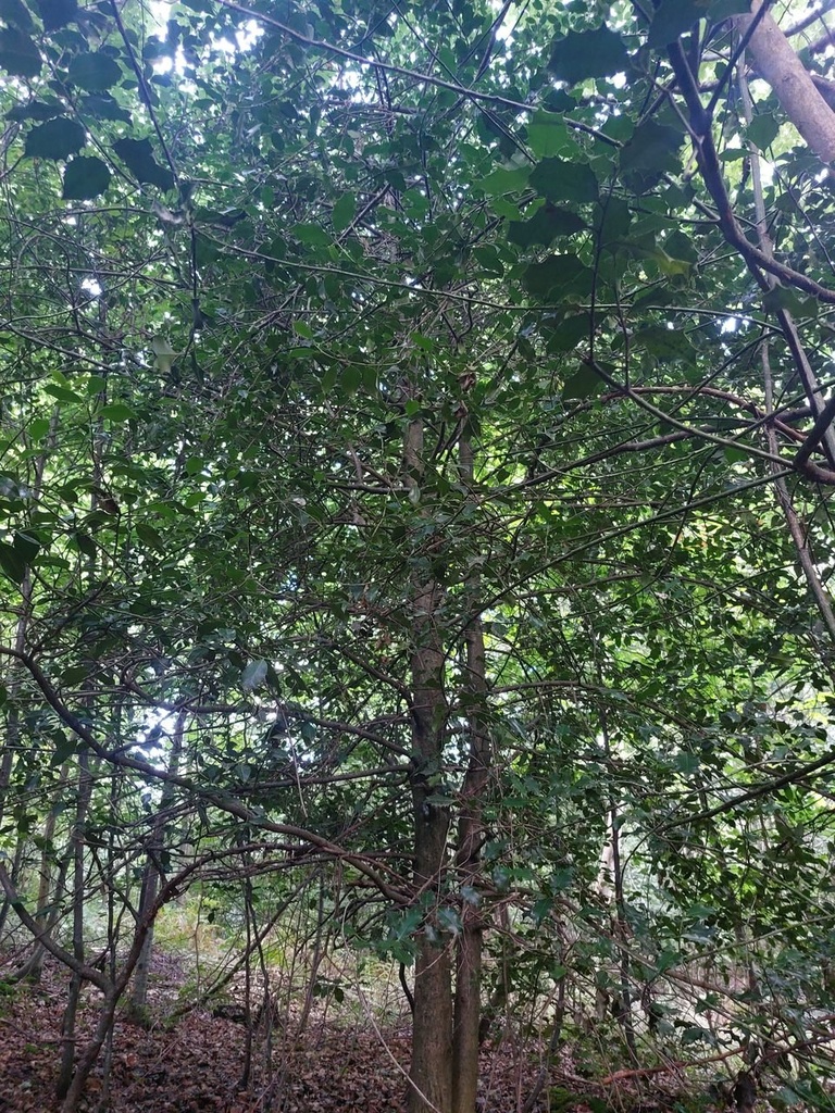 Palmenduo-3_Easy-Resize.com_.jpg