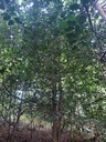 Palmenduo-3_Easy-Resize.com_.jpg