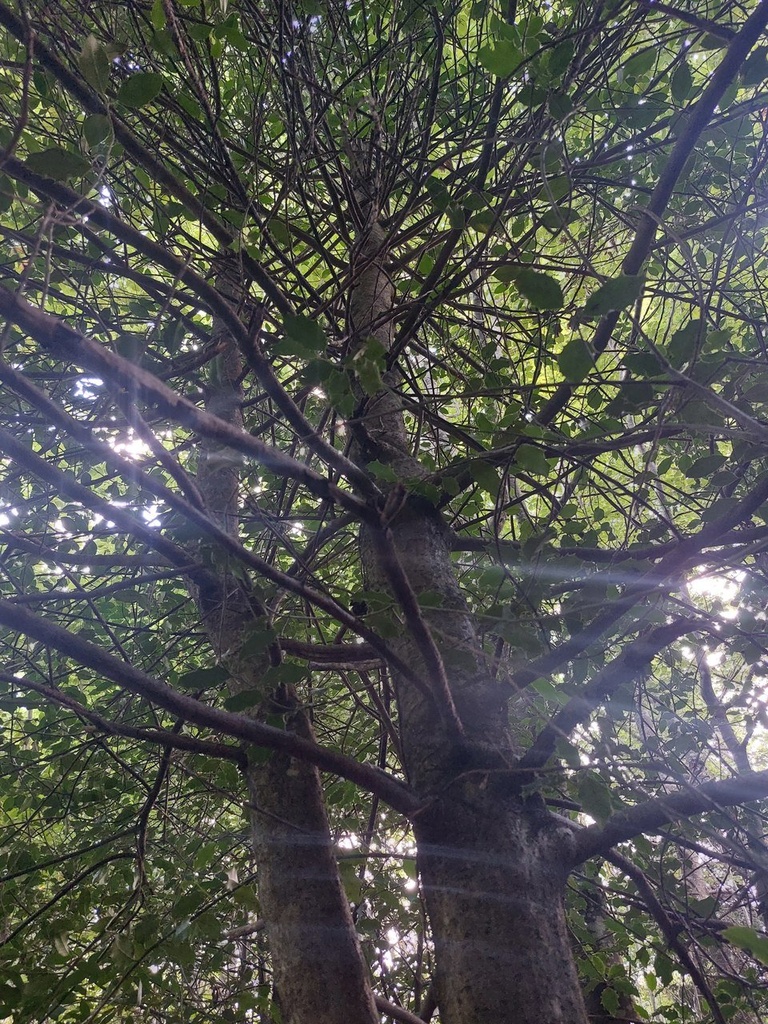 Palmenduo-5_Easy-Resize.com_.jpg