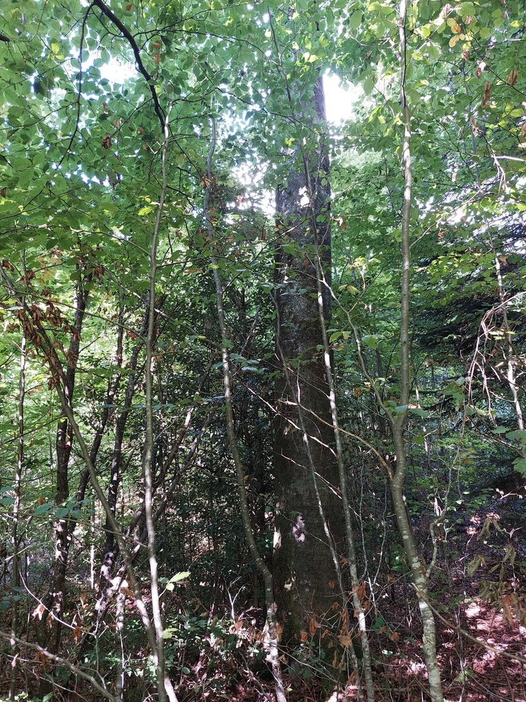 Obelixbuche-2_Easy-Resize.com_.jpg