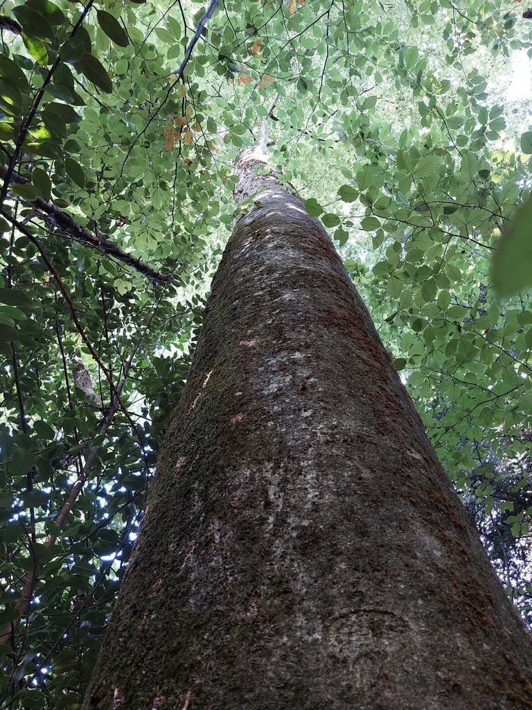 Obelixbuche-4_Easy-Resize.com_.jpg