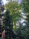 Obelixbuche-5_Easy-Resize.com_.jpg