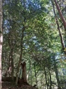 Palmendieb-3_Easy-Resize.com_.jpg