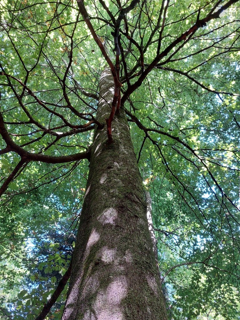 Obachtbuche-2_Easy-Resize.com_.jpg